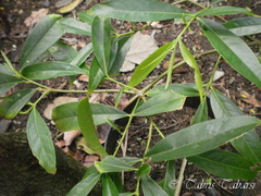 Phaleria macrocarpa