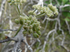 Angelica tomentosa