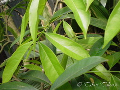 Phaleria macrocarpa