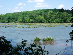 Hymenocallis coronaria
