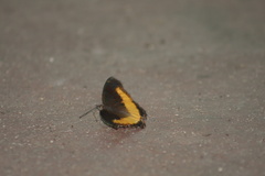 Eurytela dryope