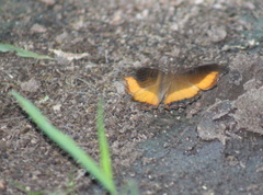 Eurytela dryope