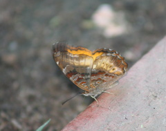 Eurytela dryope