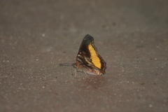 Eurytela dryope