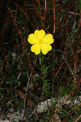 Hibbertia acicularis
