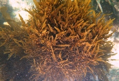 Sargassum lacerifolium