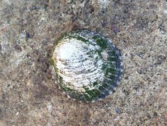 Scutellastra peronii