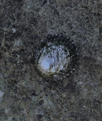 Scutellastra peronii