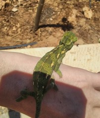 Chamaeleo chamaeleon