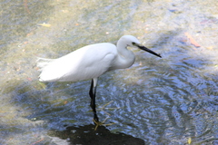 Egretta garzetta