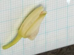 Eulophia cernua