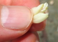 Eulophia cernua
