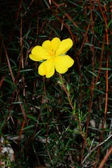 Hibbertia acicularis