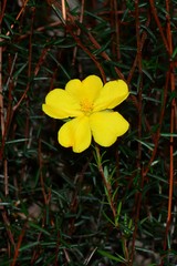 Hibbertia acicularis