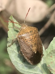 Ascra conspersa