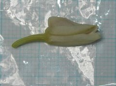 Eulophia cernua