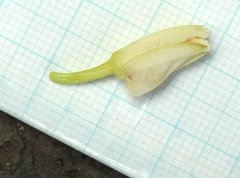 Eulophia cernua