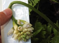 Eulophia cernua