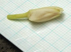 Eulophia cernua