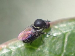 Mythicomyiidae