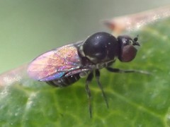 Mythicomyiidae