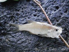 Actinopterygii