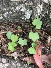 Hydrocotyle acutiloba