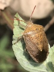 Ascra conspersa