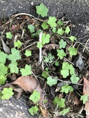 Hydrocotyle acutiloba