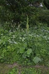 Rumex hydrolapathum