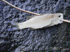 Actinopterygii