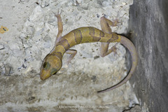 Cyrtodactylus intermedius