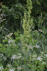 Rumex hydrolapathum