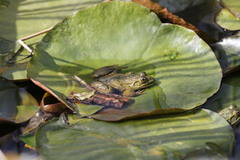 Lithobates chiricahuensis