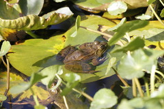 Lithobates chiricahuensis