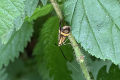 Nemophora degeerella