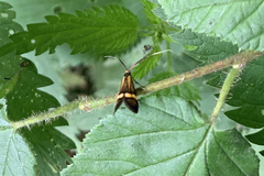 Nemophora degeerella