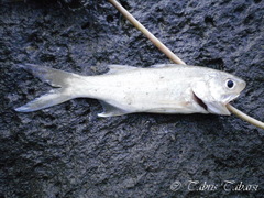 Actinopterygii