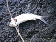 Actinopterygii