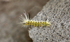 Lophocampa mixta