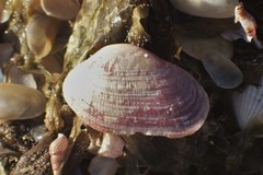 Irus crenatus