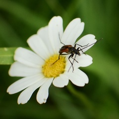 Stenurella melanura