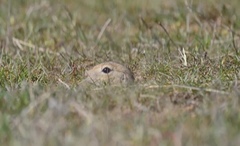 Spermophilus major