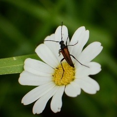 Stenurella melanura