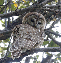 Strix occidentalis lucida
