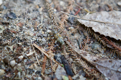 Hexatricha pulverulenta