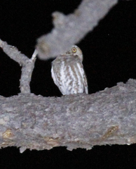 Micrathene whitneyi