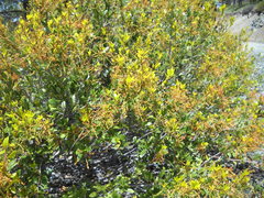 Quercus vacciniifolia