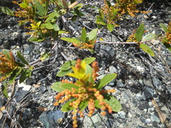 Quercus vacciniifolia