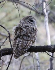 Strix occidentalis lucida